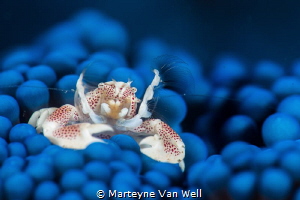 H A P P Y!   A little porcelain crab on an unusual blue a... by Marteyne Van Well 